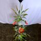 Floor lamp bouquet of summer flowers