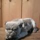 Ceramic English Bulldog