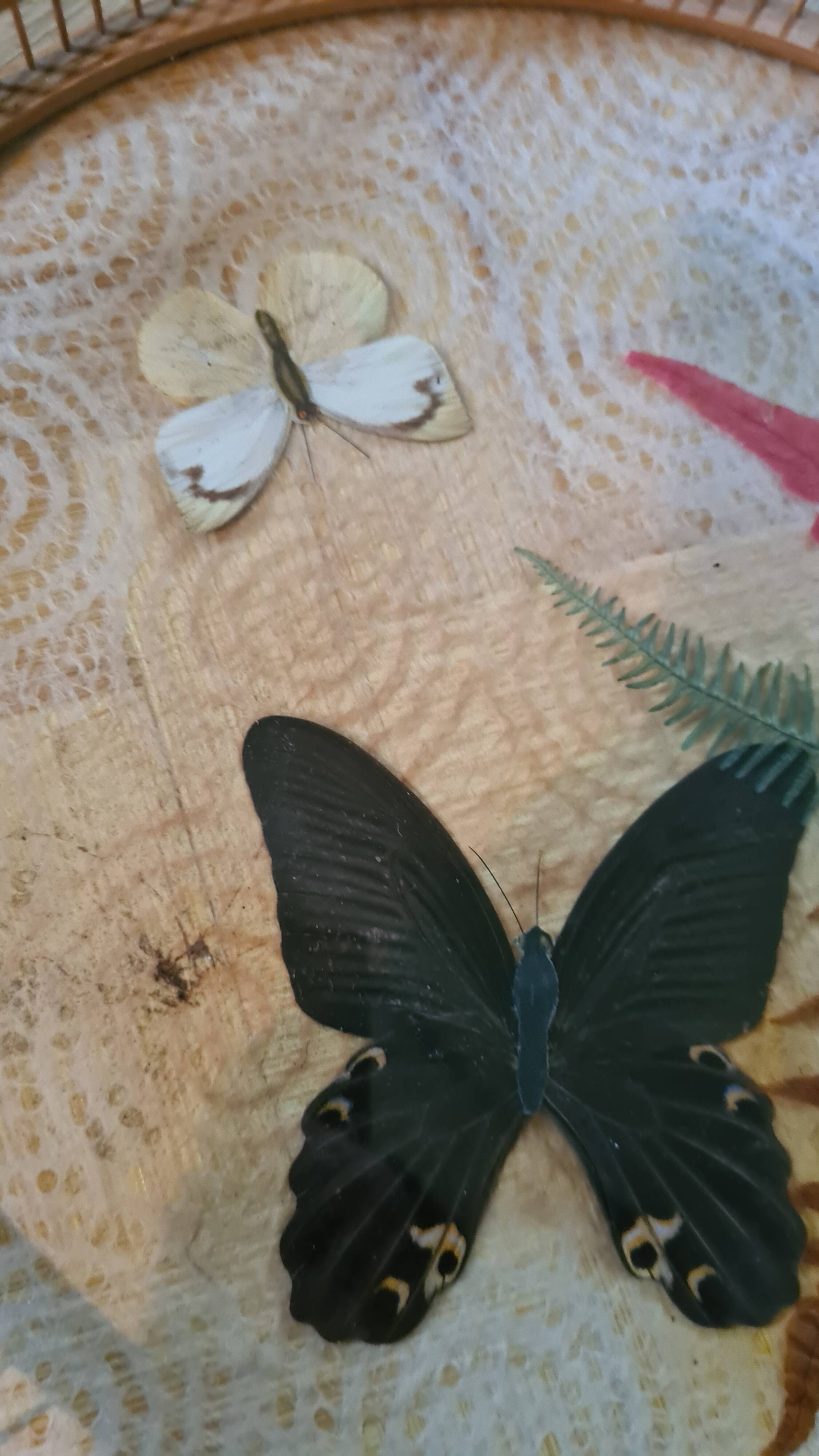 Old bamboo and rattan tray / 6 butterfly coasters / entomology height 4 cm / diameter 28 cm