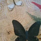 Old bamboo and rattan tray / 6 butterfly coasters / entomology height 4 cm / diameter 28 cm