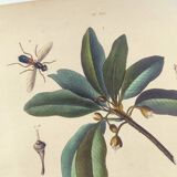 Old engraving from 1838 - Butterflies and Sapotier - Zoological and botanical hand-colored plate.