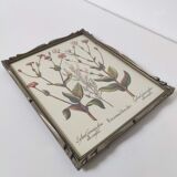 Planche de botanique fleurs sauvages cadre bois à poser
