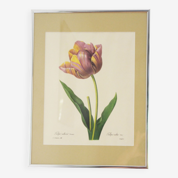 Reproduction pj redouté sous verre " tulipe cultivée"