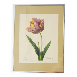 Reproduction pj redouté - tulipe