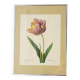 Reproduction pj redouté sous verre " tulipe cultivée"