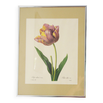 Reproduction pj redouté sous verre " tulipe cultivée"