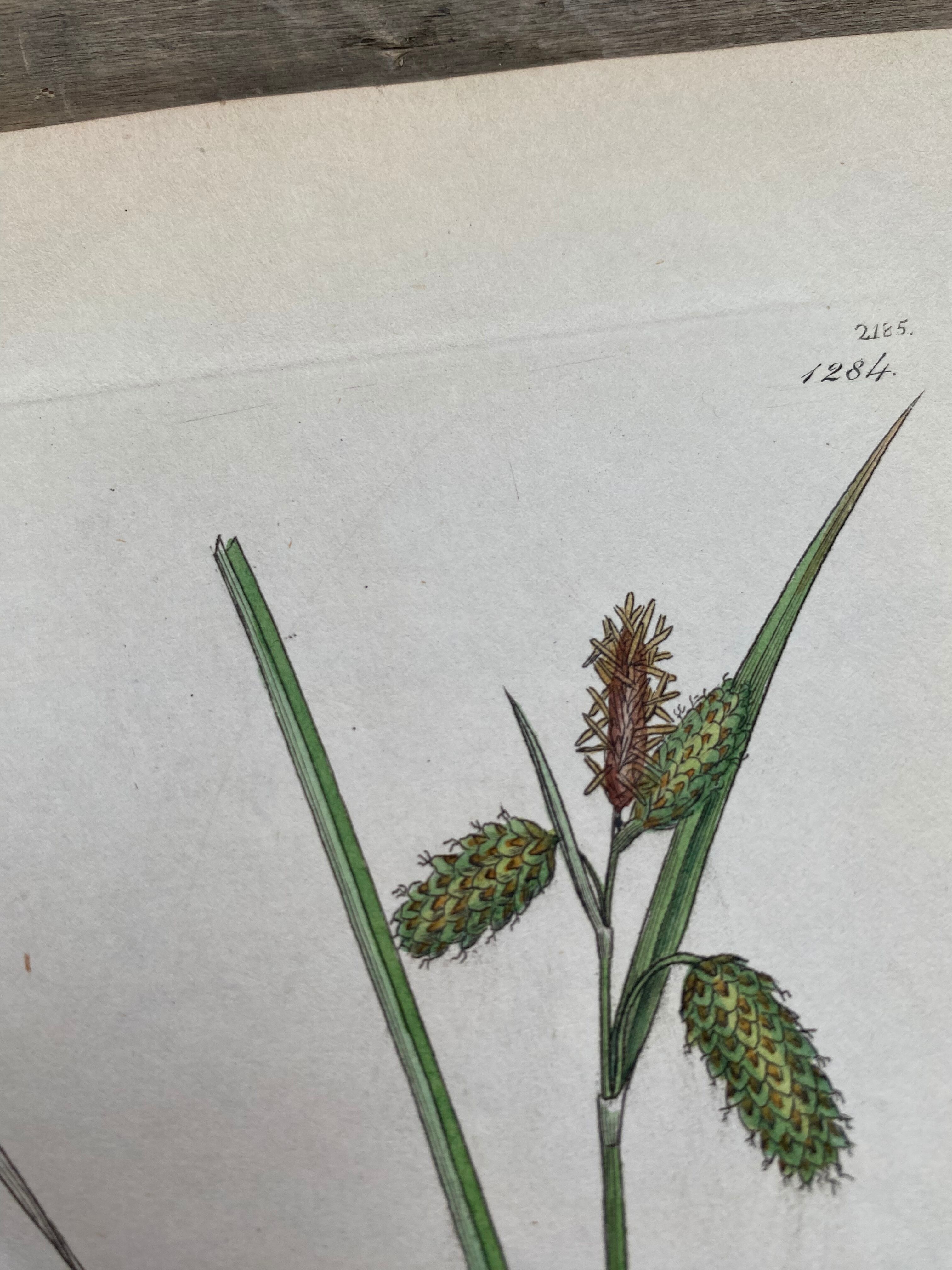 Duo planches botaniques, ed Londres 1809