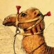Original zoological plank "Chameau - Dromadaire" Buffon 1838