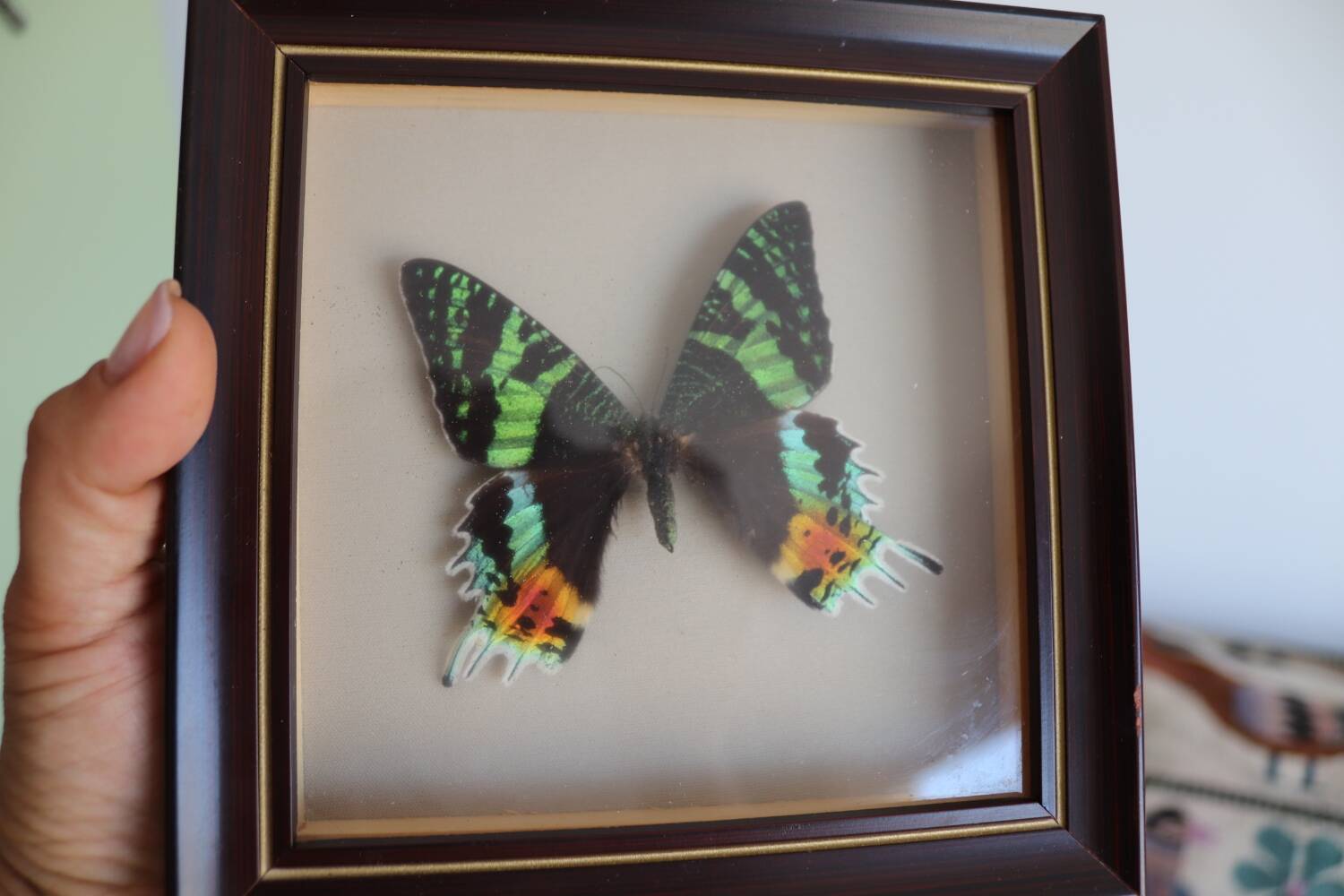 Vintage naturalized butterfly frame