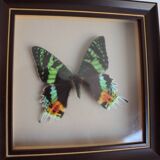Vintage naturalized butterfly frame