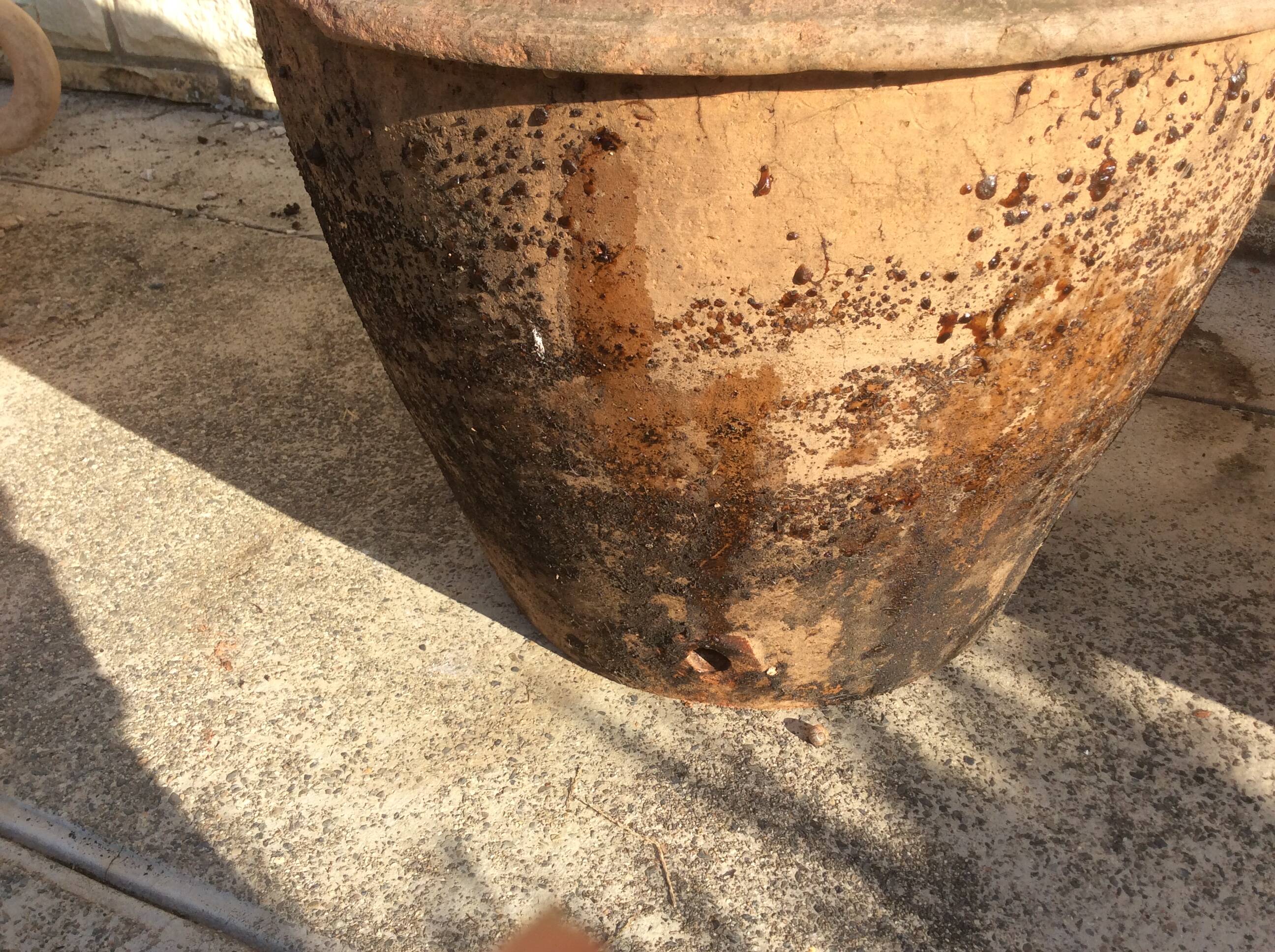 Ancient Orcio dà olio italiano