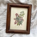 2 small old wooden frames with botanical engraving