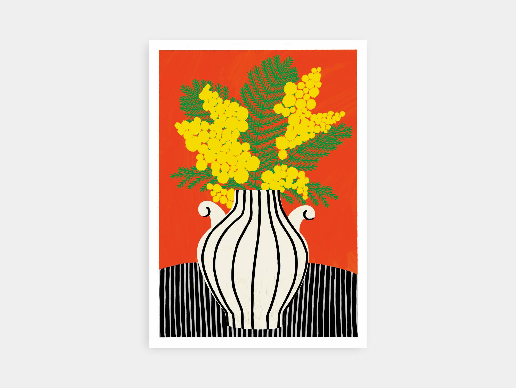 THE MIMOSA - A4 illustration