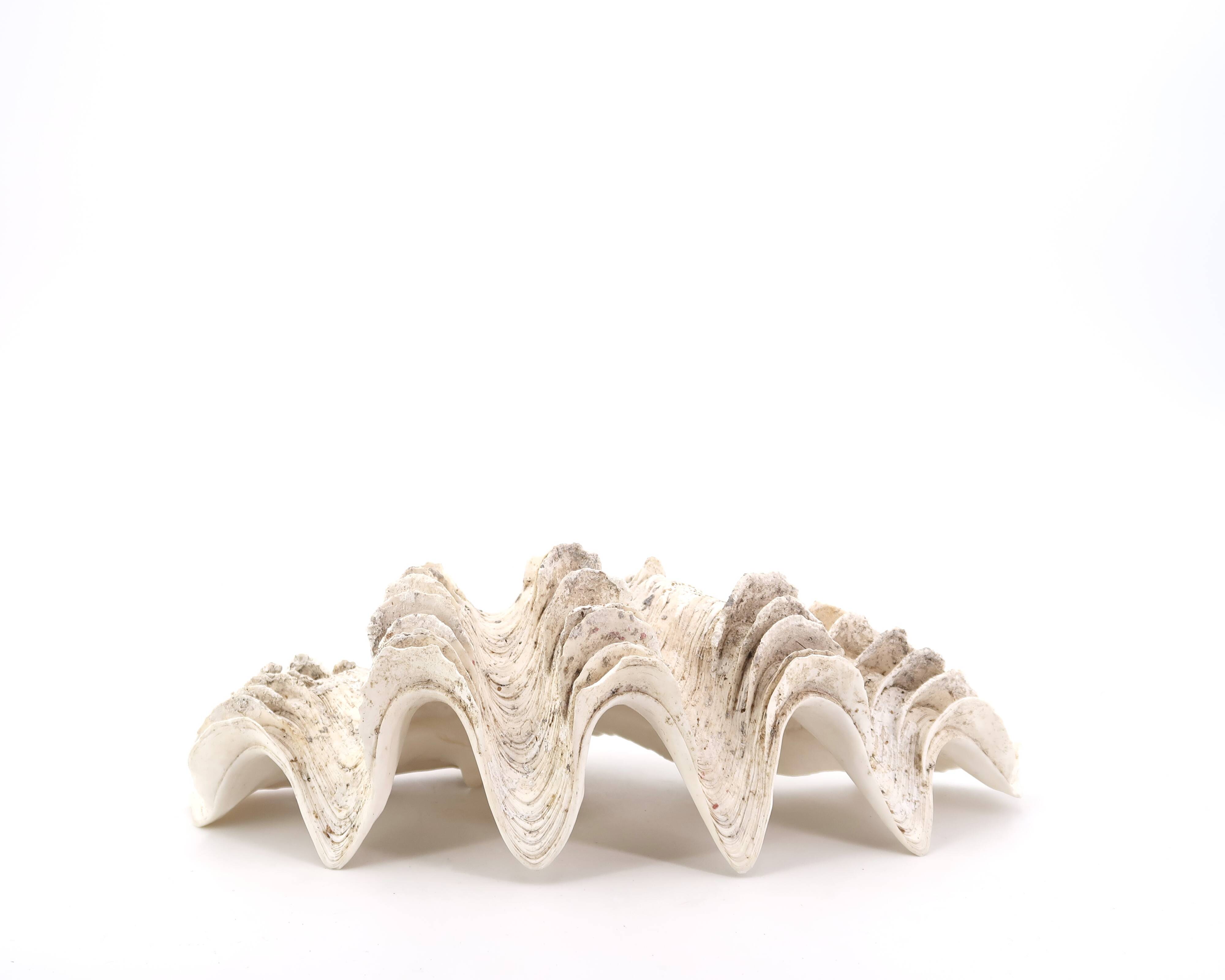 Vide poche coquillage Bénitier, années 70