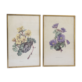 Lot de 2 cadres anciens botaniques