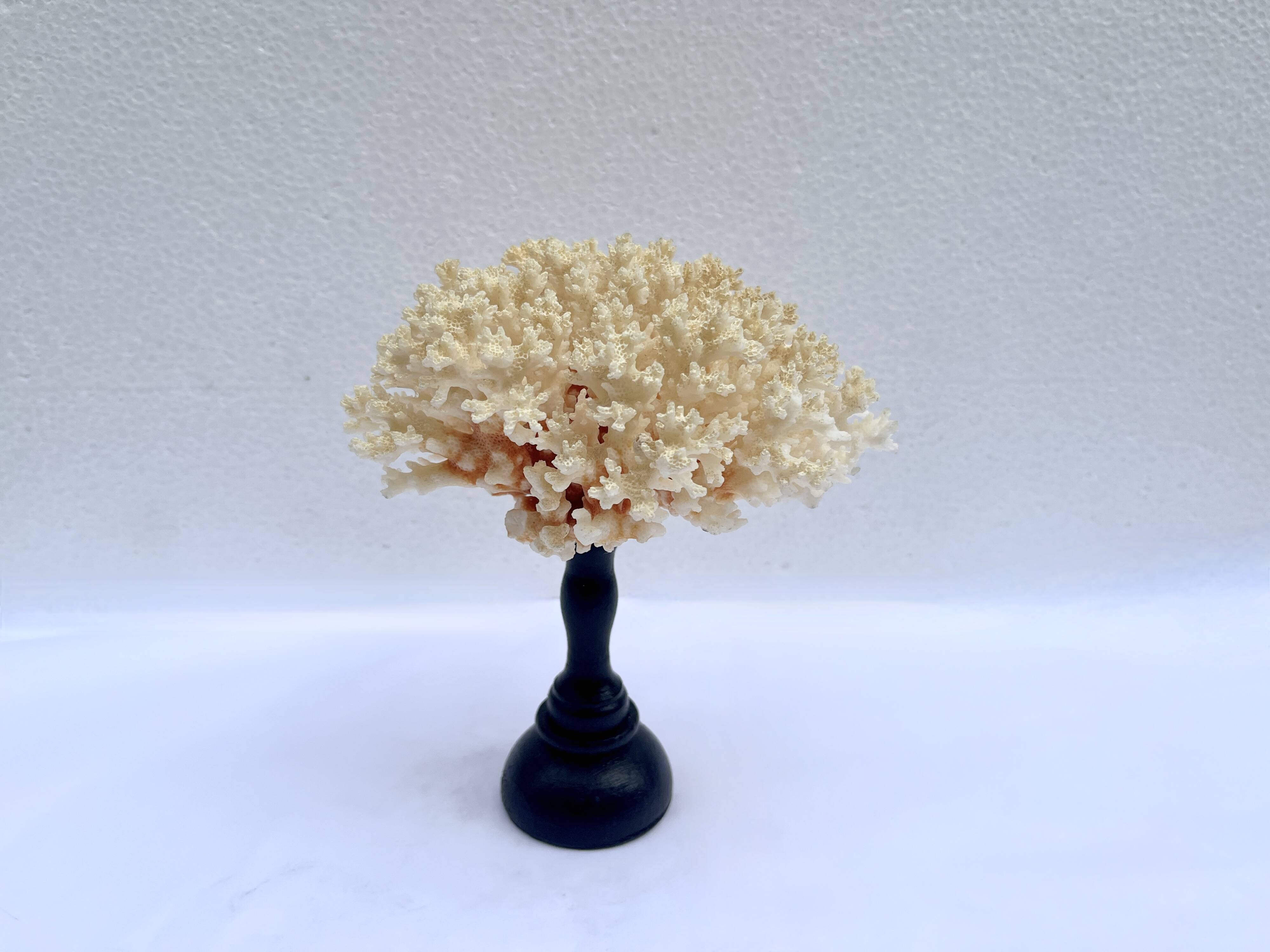 Corail blanc naturel ancien sur socle en bois tourné napoléon iii xixe cabinet de curiosités