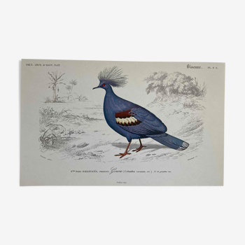 Planche ornithologique Goura