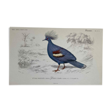 Ornithological board Goura