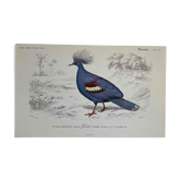 Ornithological board Goura