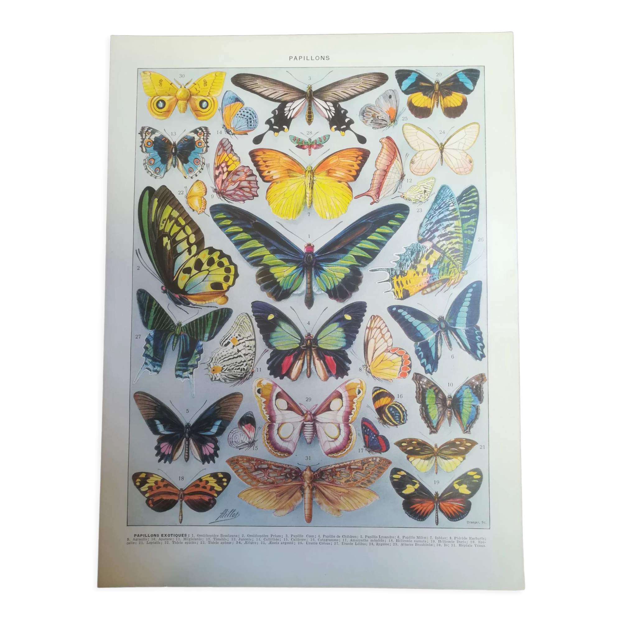 Lithographie sur les papillons de 1928 "exotiques"