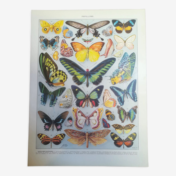 Lithographie sur les papillons de 1928 "exotiques"