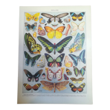 Lithograph on "exotic" butterflies of 1928