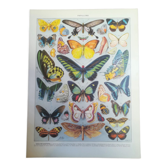 Lithograph on "exotic" butterflies of 1928