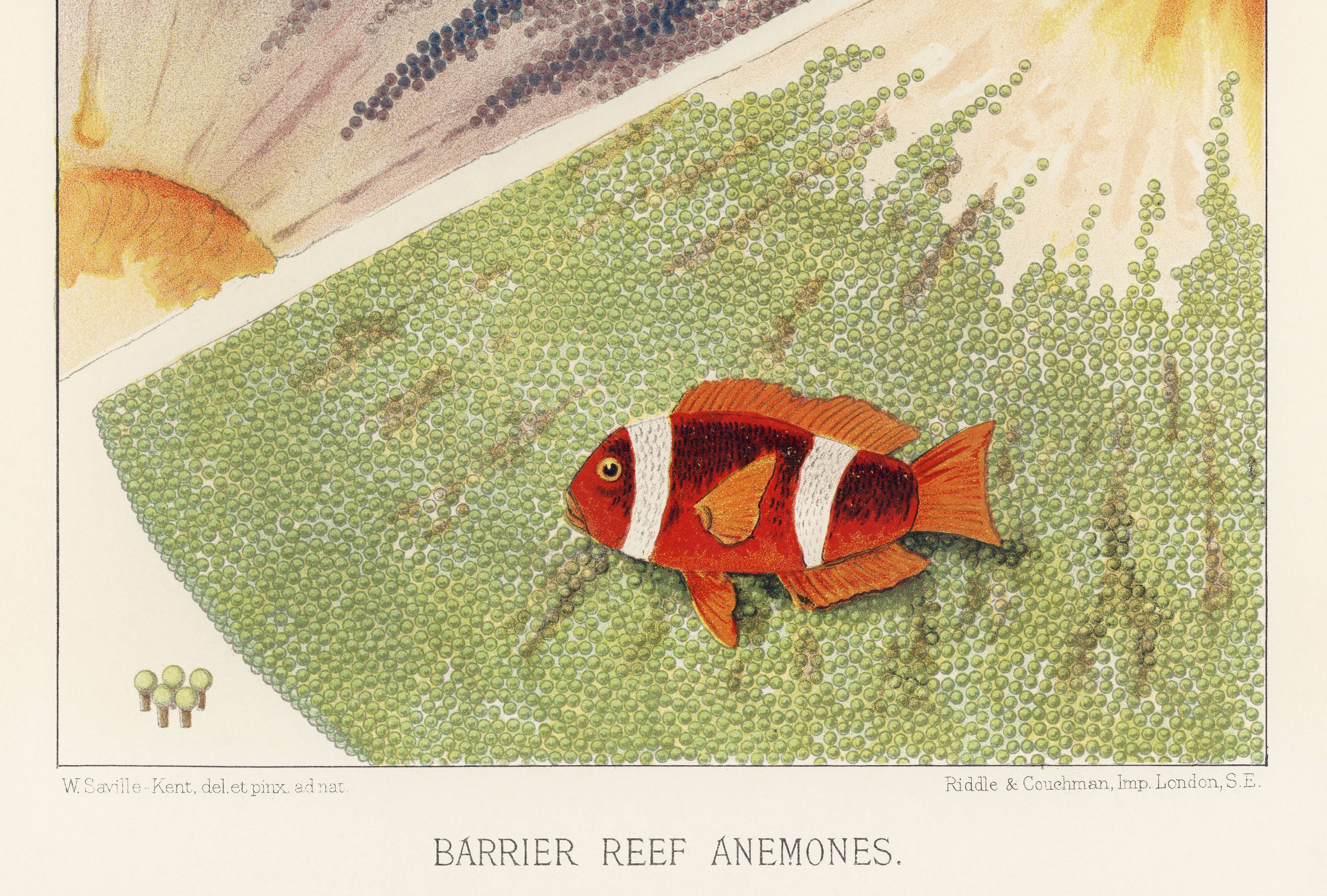 Poster on "Anemones of the Great Barrier Reef", 1893