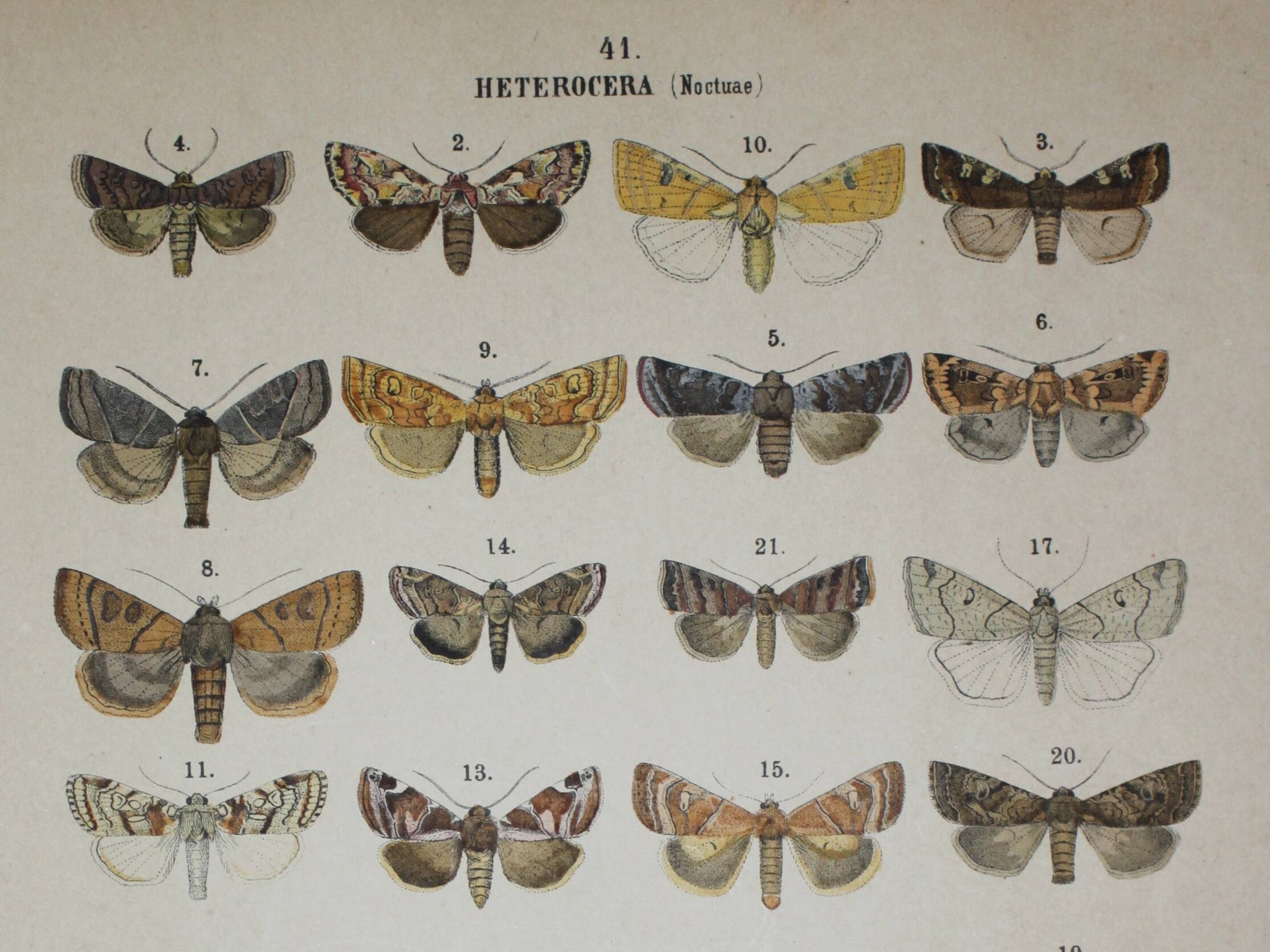 Old engraving of Butterflies - Lithograph from 1887 - Munda - Original illustration