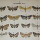 Old engraving of Butterflies - Lithograph from 1887 - Munda - Original illustration