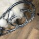 Antique rocking chair