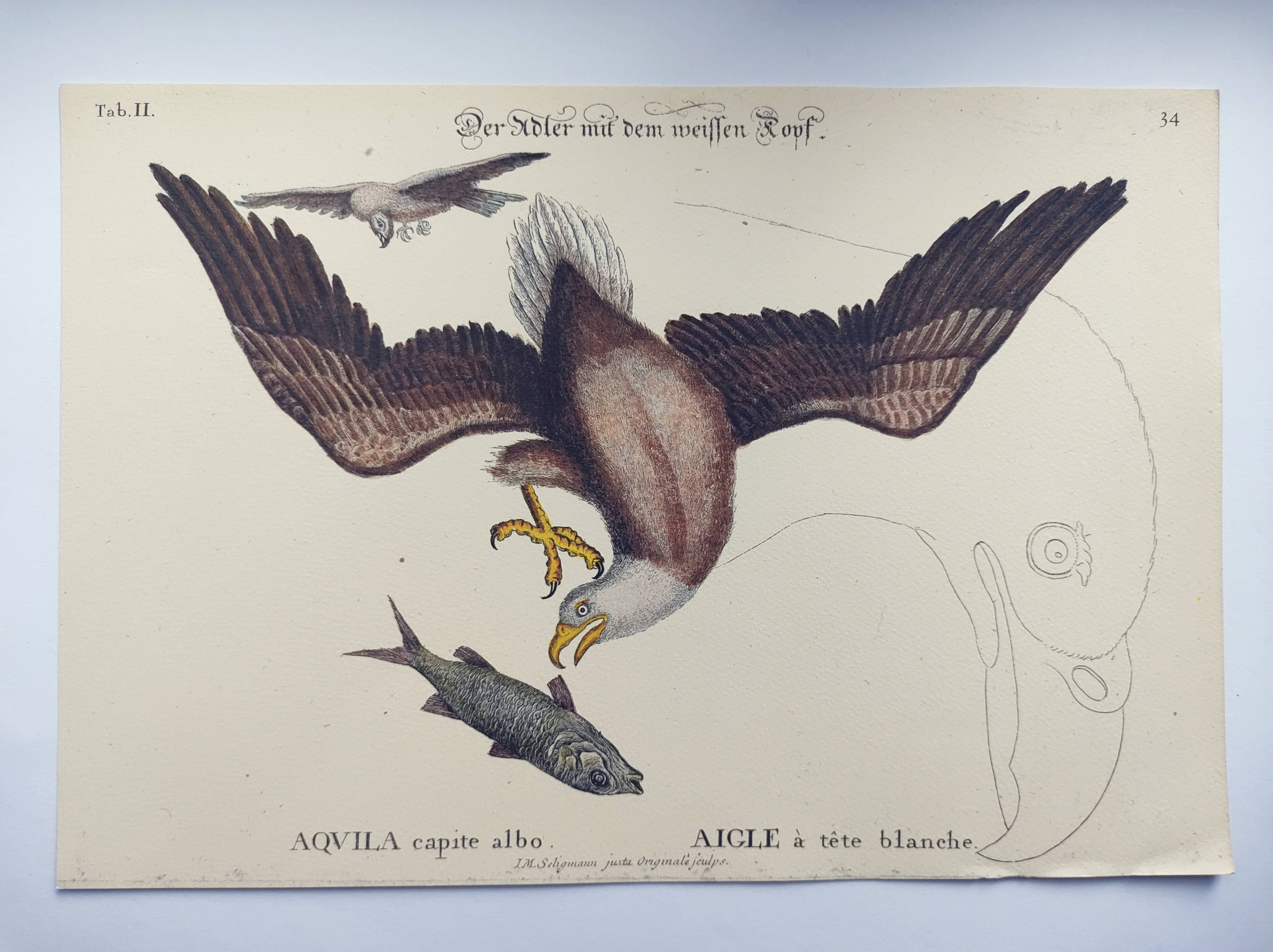 Antique bird engraving - Eagle - Vintage natural plate by Seligmann