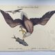 Antique bird engraving - Eagle - Vintage natural plate by Seligmann