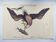 Antique bird engraving - Eagle - Vintage natural plate by Seligmann