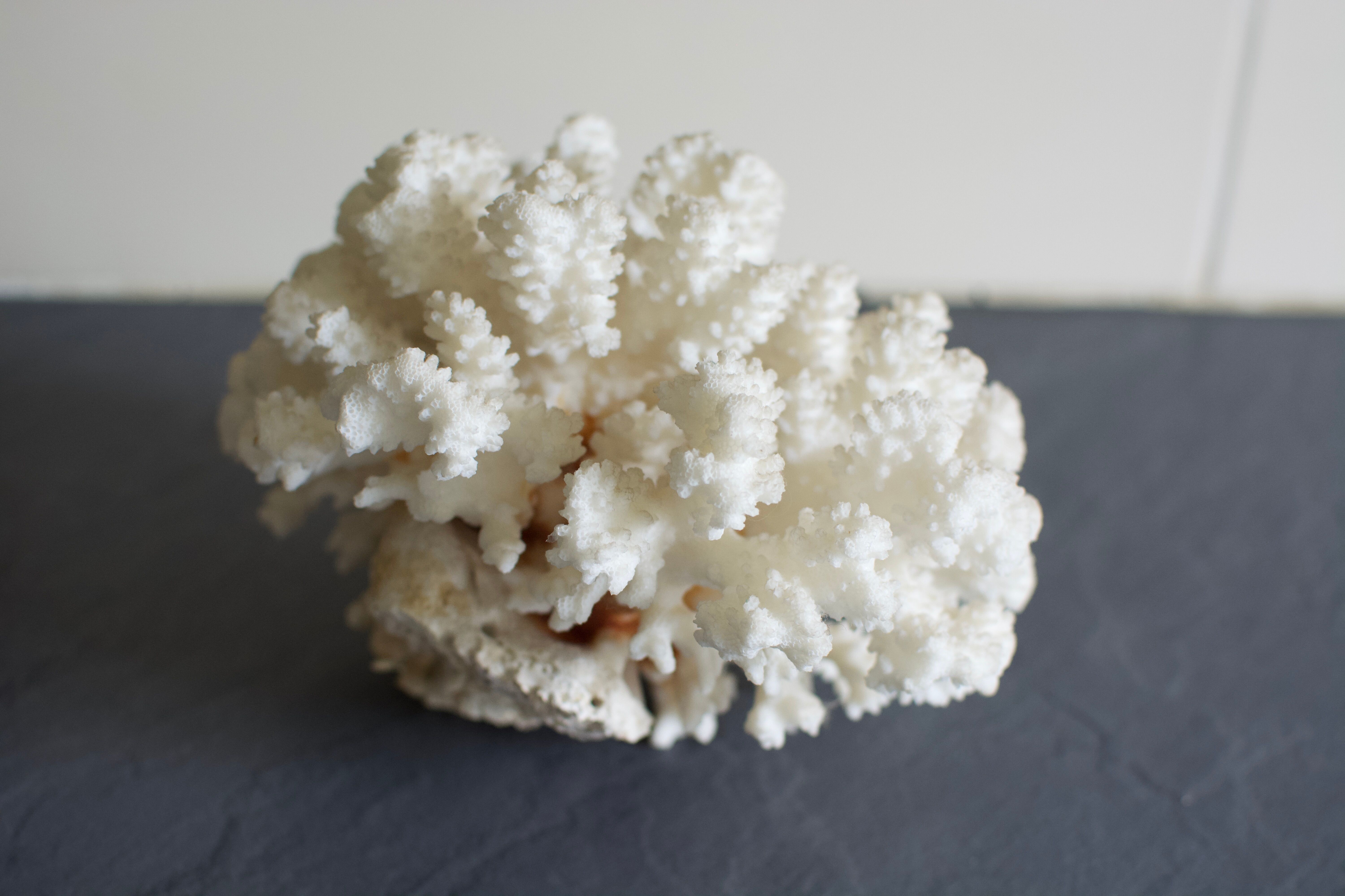 Great white coral