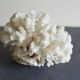 Great white coral