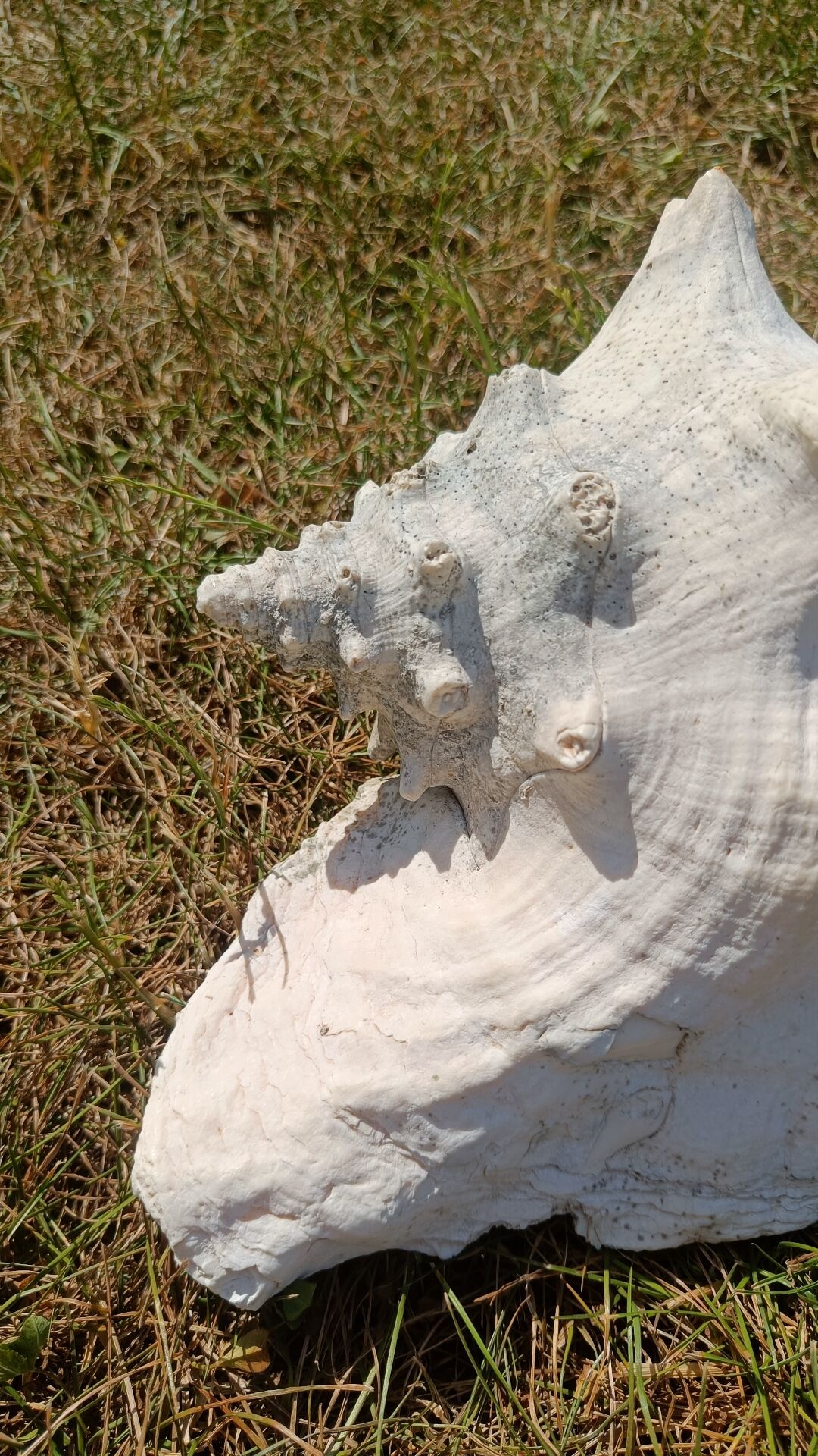 Conque marine blanche légèrement rosée