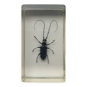 Resin inclusion insect - LONGHORNE OF LAOS Curiosity - No. 19