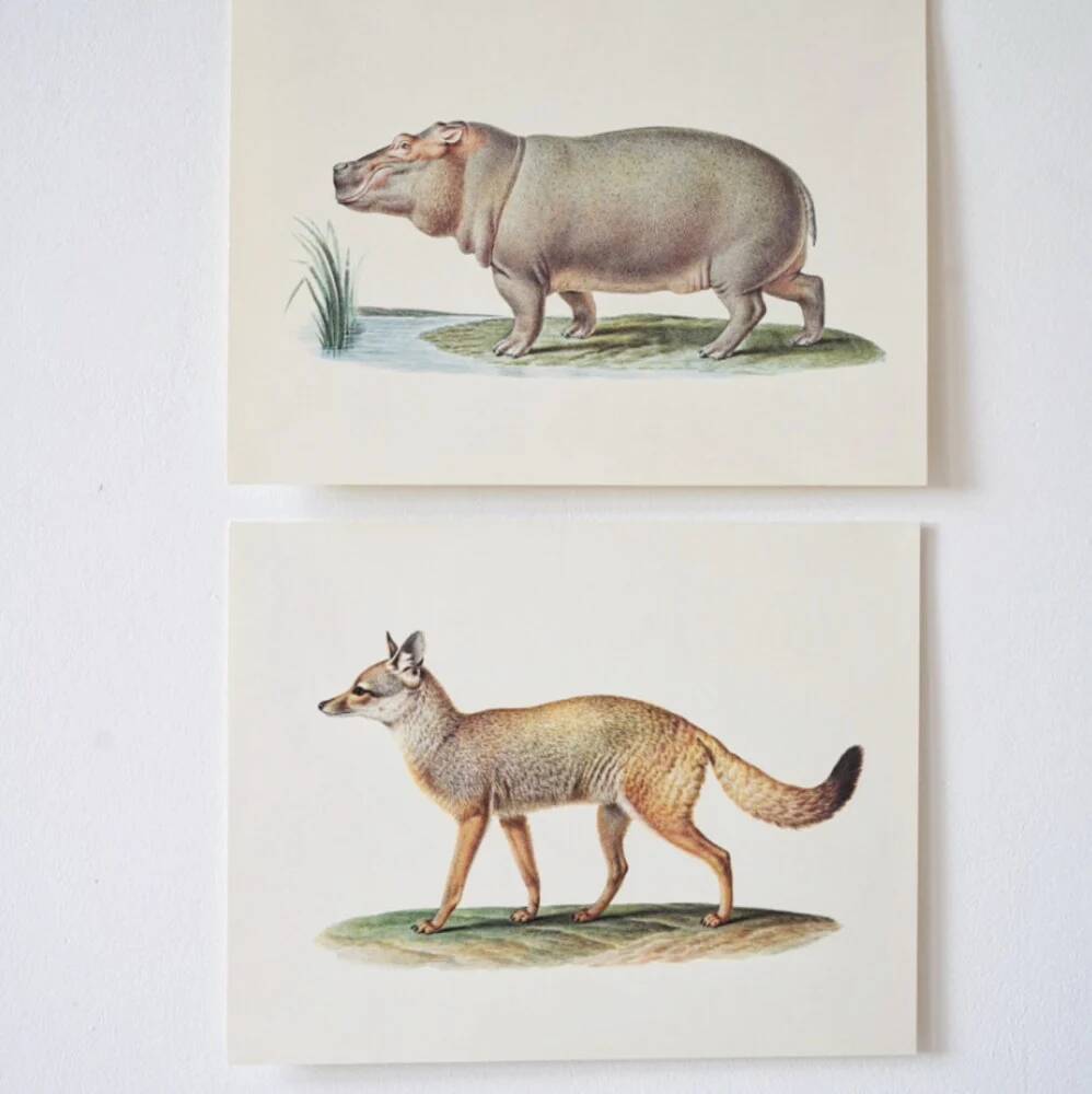 Bestiary plates from the Natural History Museum The Hippopotamus