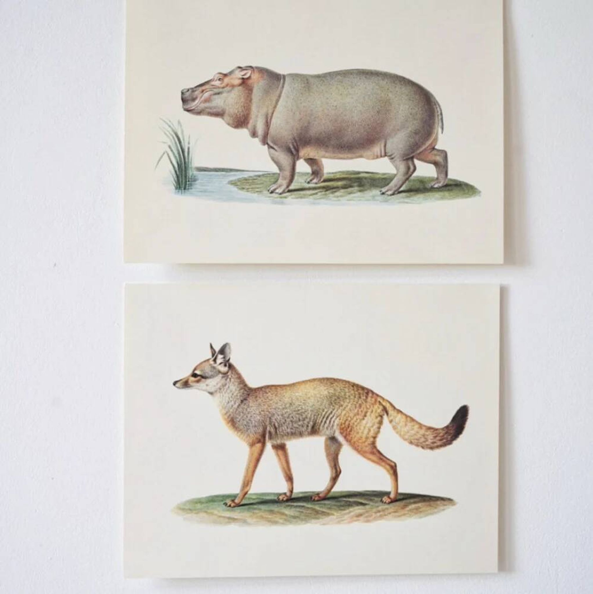 Planches de bestiaire du muséum d'histoire naturelle L'hippopothame