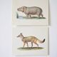 Bestiary plates from the Natural History Museum The Hippopotamus
