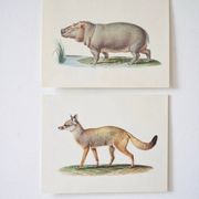 Planches de bestiaire du muséum d'histoire naturelle L'hippopothame