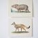 Bestiary plates from the Natural History Museum The Hippopotamus