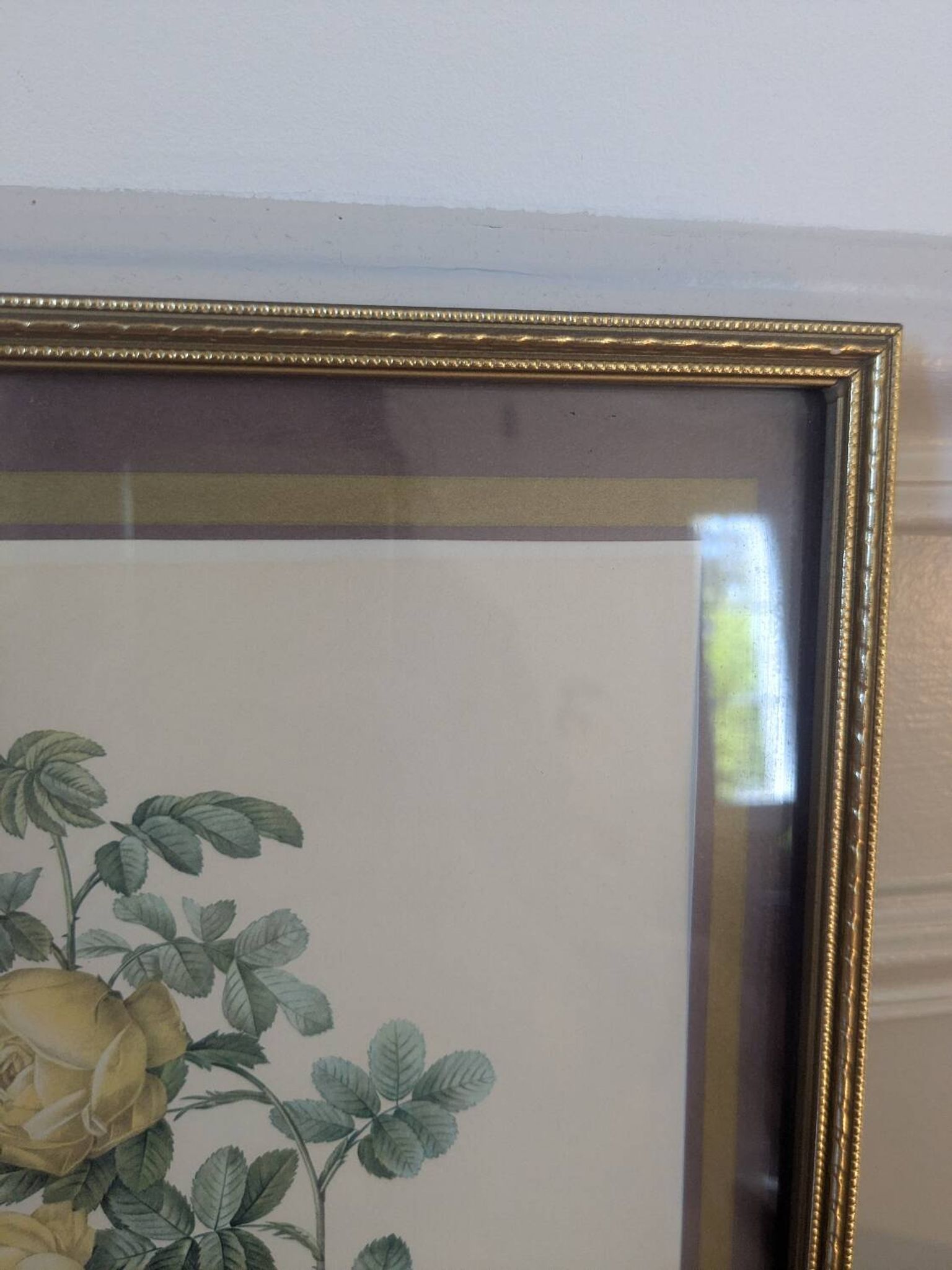 Lithographie rosier jaune de soufre P.J-Redouté