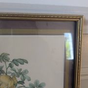 Lithographie rosier jaune de soufre P.J-Redouté
