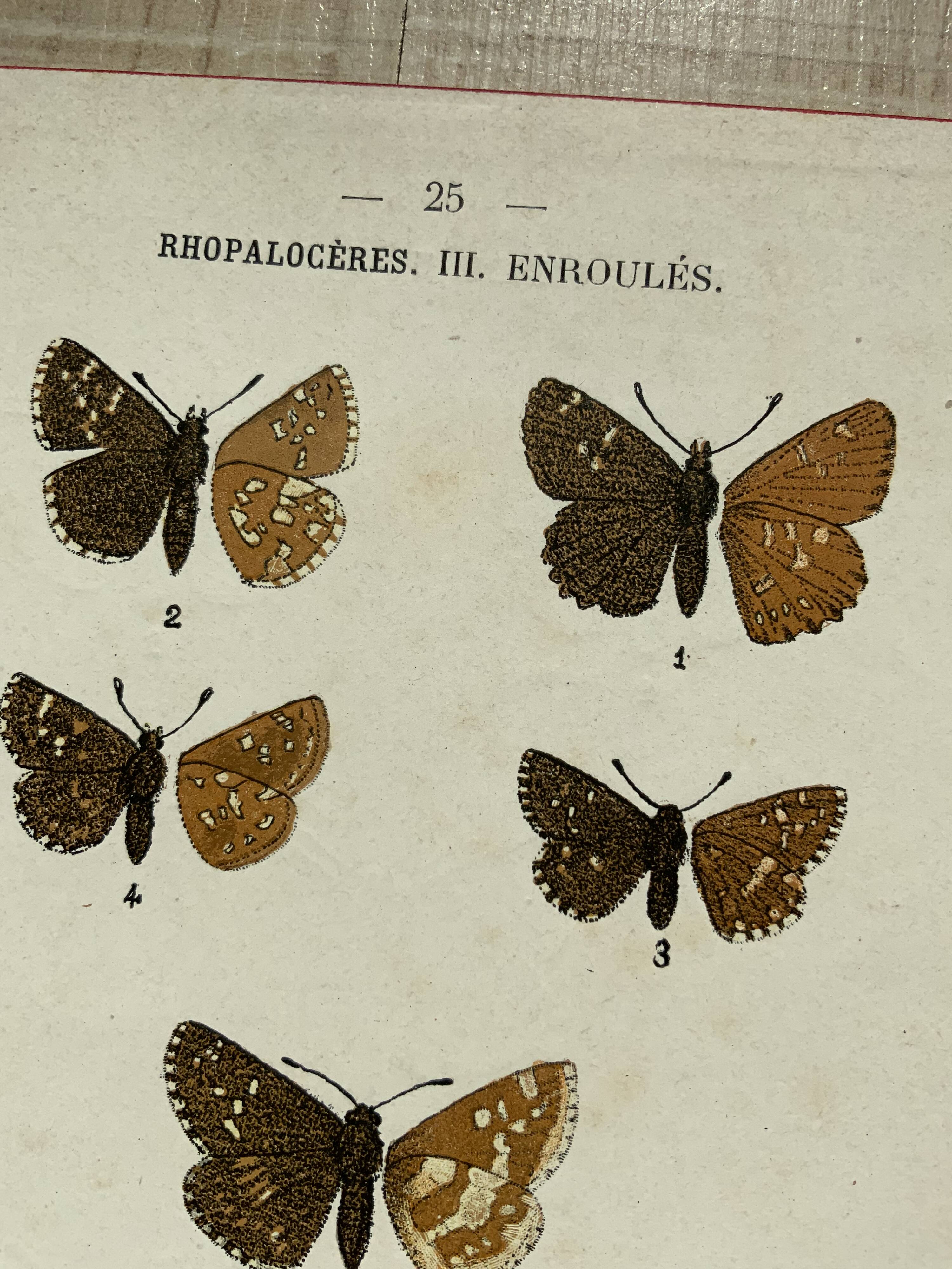Vintage botanical plate antique butterfly engraving 1903 double-sided G. Denise