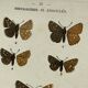 Vintage botanical plate antique butterfly engraving 1903 double-sided G. Denise