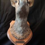 Hunting trophy