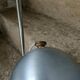 Lampe Eye ball 70'