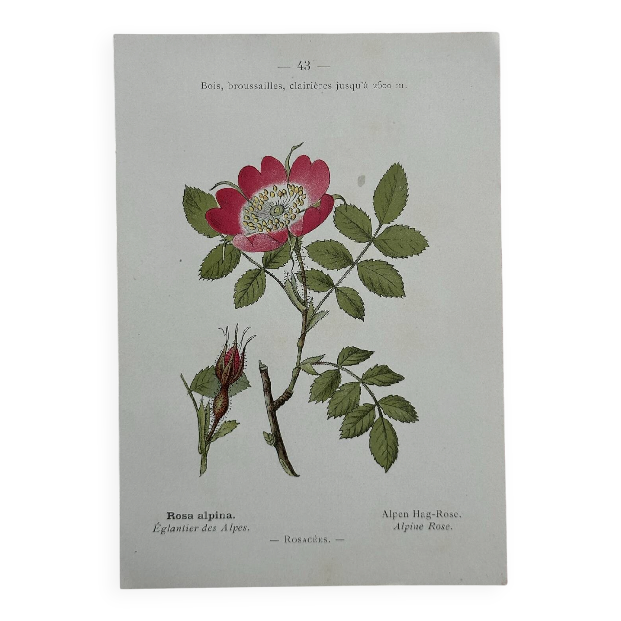 Botanical Plate 1800 Old naturalist engraving 19th century double-sided
